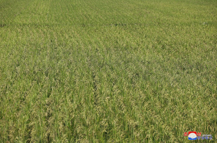 Respected Comrade Kim Jong Un Inspects Ogye and Wollang Farms in Anbyon County of Kangwon Province