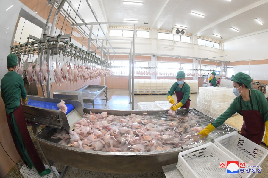 Kwangchon Chicken Farm Inaugurated in DPRK