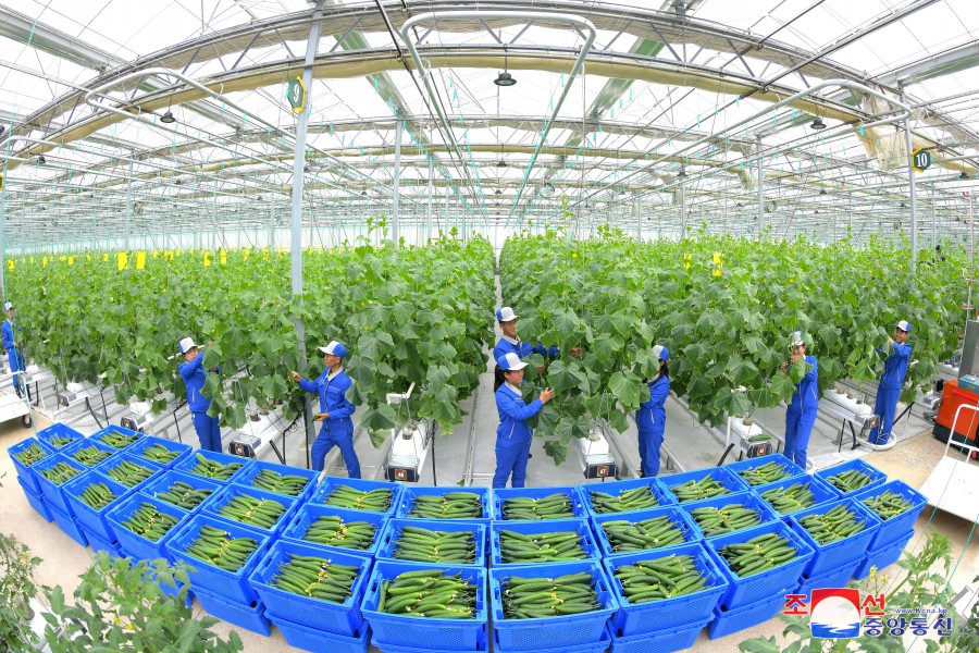 Kangdong Greenhouse Complex Starts Production and Supply of Vegetables