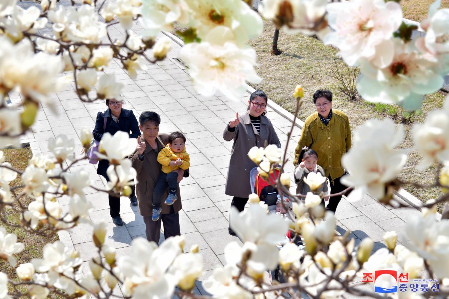 首都平壤迎来日暖花开的４月