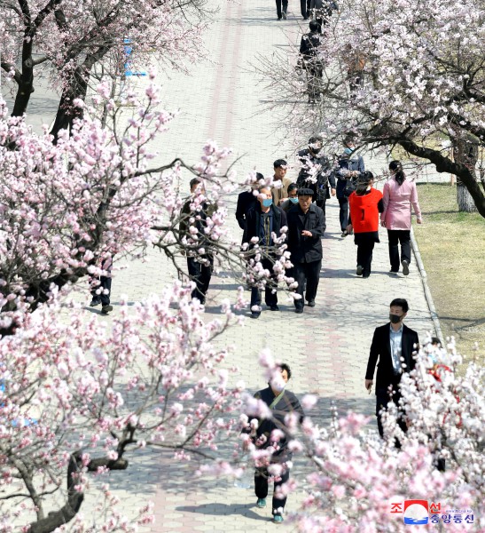 Pyongyang in April