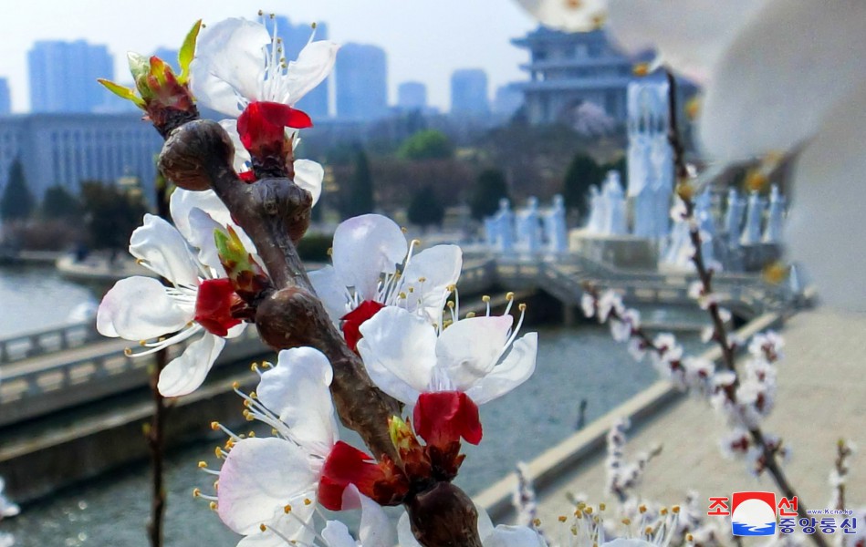 首都平壤迎来日暖花开的４月