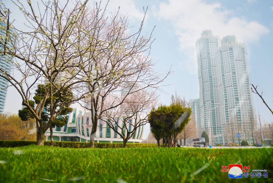 首都平壤迎来日暖花开的４月