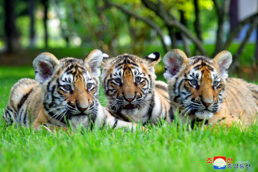 Number of Animals Grows at Central Zoo