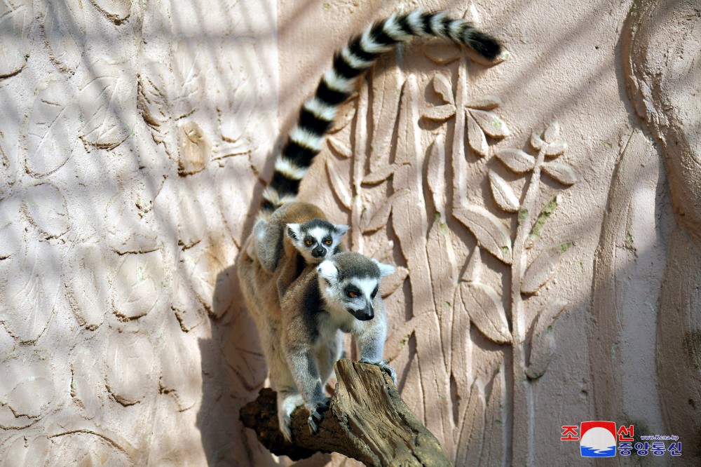 Number of Animals Grows at Central Zoo