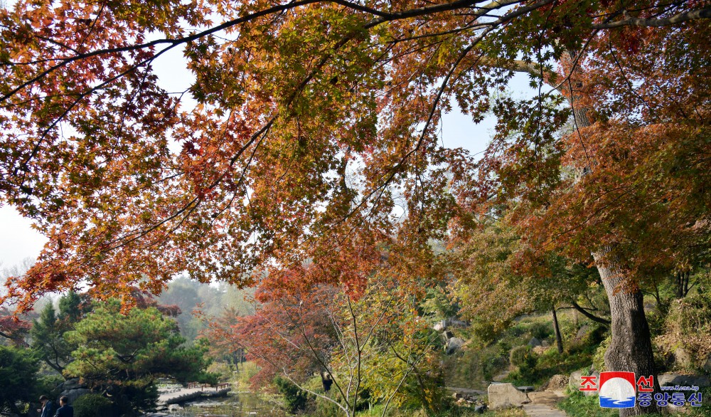 Moran Hill in Pyongyang