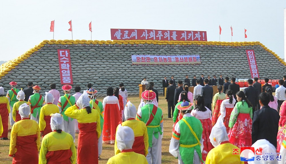 Many Farmers in DPRK Reap Good Harvest