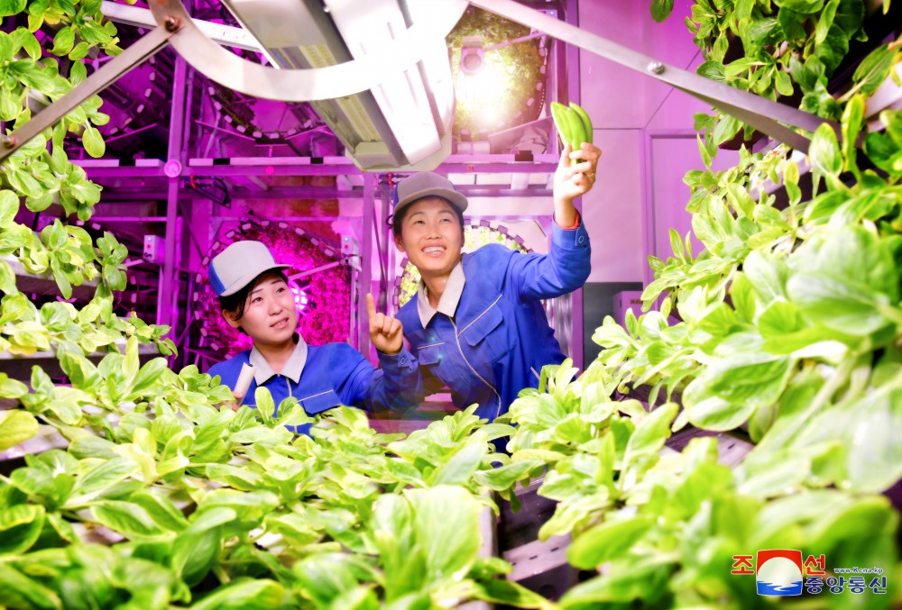 Kangdong Greenhouse Complex