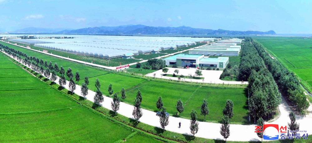 Jungphyong Greenhouse Farm Overfulfills Vegetable Production Plan for Five Years