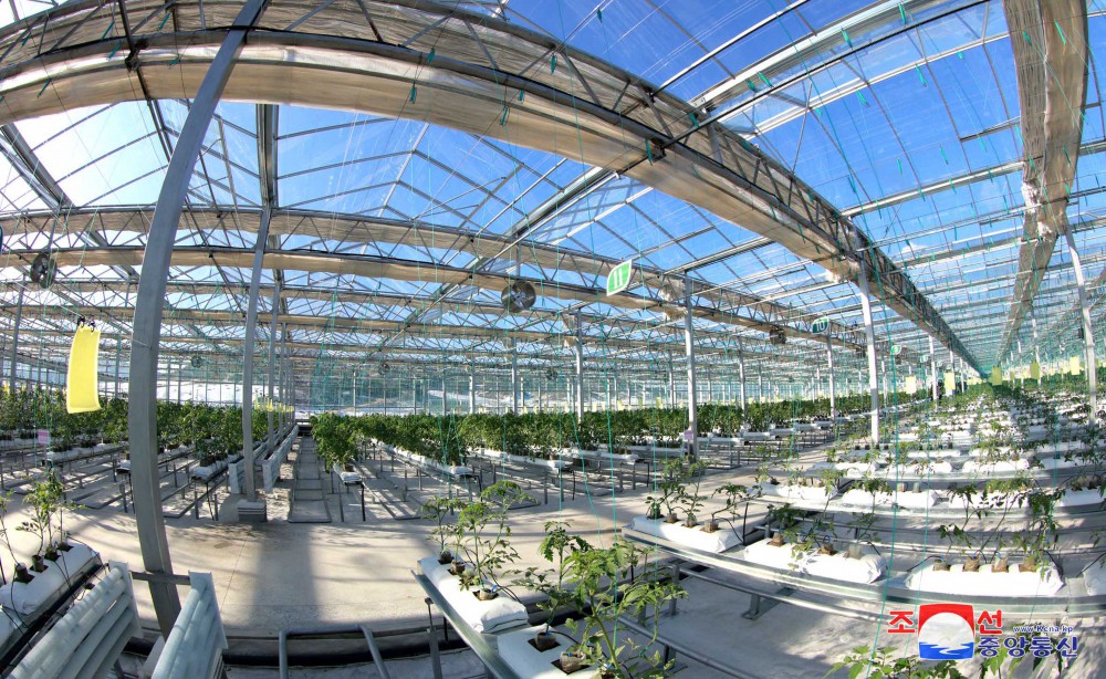 Jungphyong Greenhouse Farm Overfulfills Vegetable Production Plan for Five Years