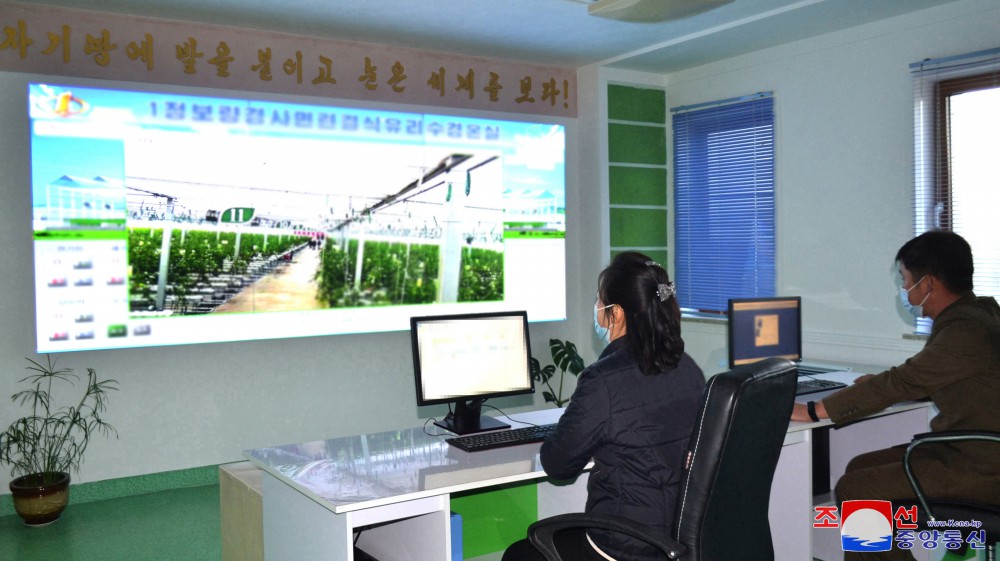 Jungphyong Greenhouse Farm Overfulfills Vegetable Production Plan for Five Years