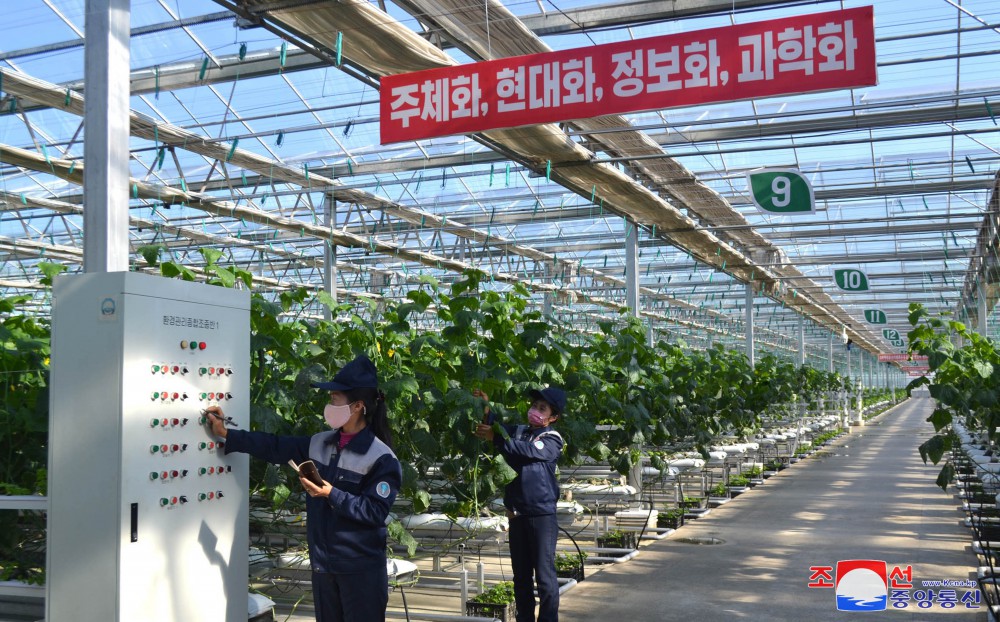 Jungphyong Greenhouse Farm Overfulfills Vegetable Production Plan for Five Years