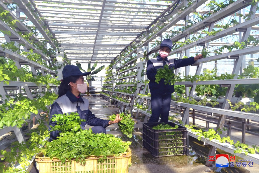 Jungphyong Greenhouse Farm Overfulfills Vegetable Production Plan for Five Years