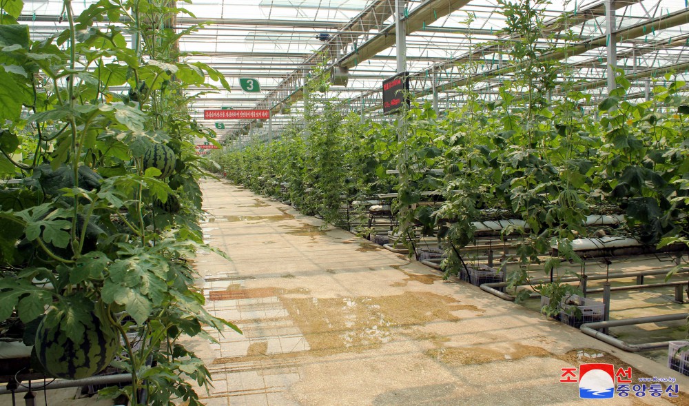 Jungphyong Greenhouse Farm Overfulfills Vegetable Production Plan for Five Years