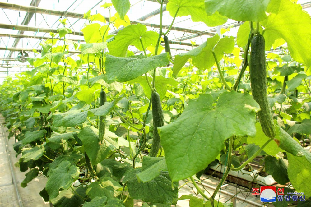 Jungphyong Greenhouse Farm Overfulfills Vegetable Production Plan for Five Years