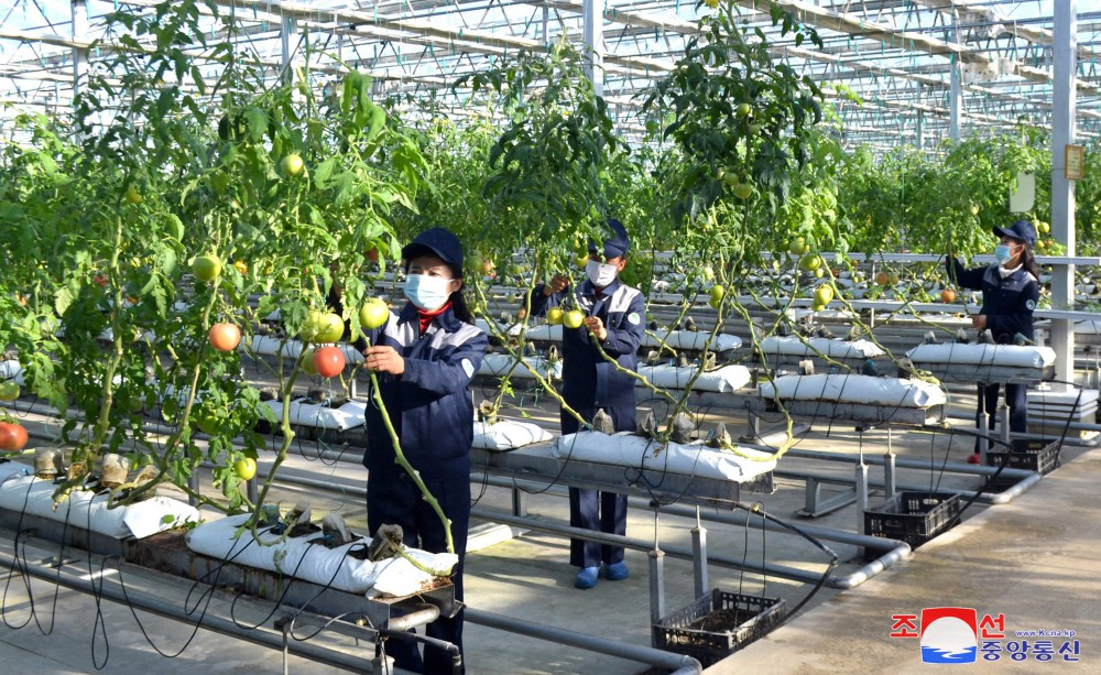 Jungphyong Greenhouse Farm Overfulfills Vegetable Production Plan for Five Years