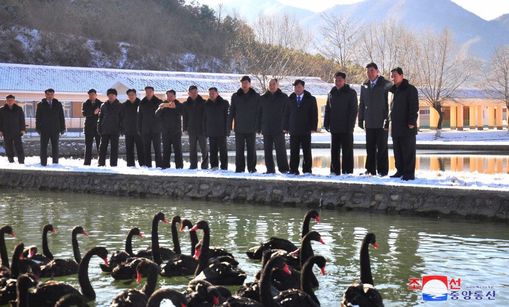 황해북도에서 축산학연구소 시험장과 검은고니분장 새로 완공