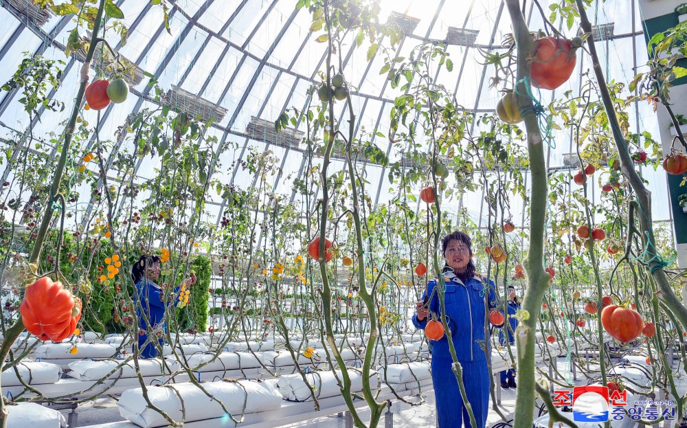 Kangdong Greenhouse Complex