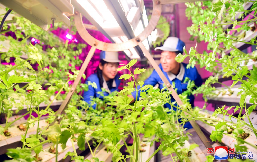 Kangdong Greenhouse Complex