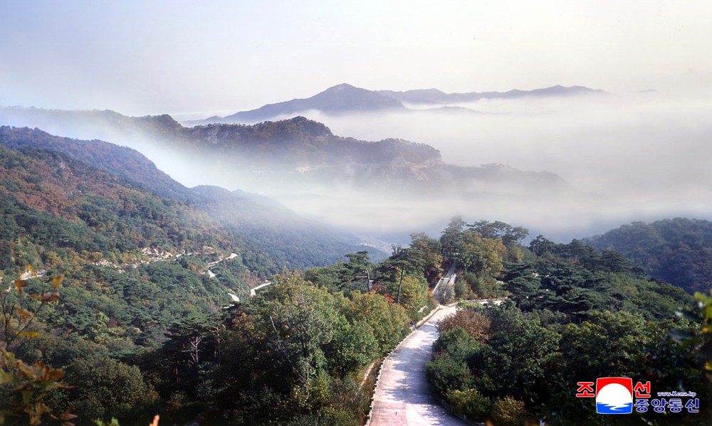 Noble Patriotic Intention Associated with Afforestation