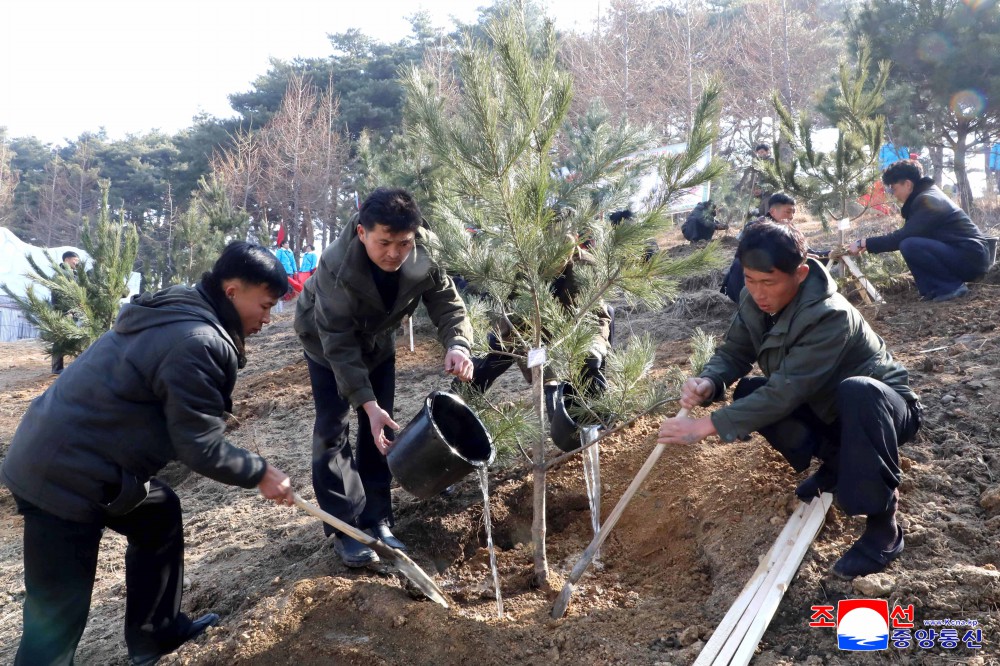 Many Trees Planted in DPRK