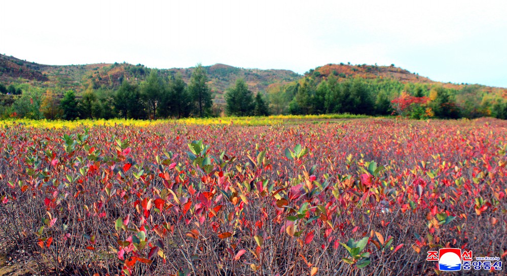 Unsan County in North Phyongan Province Takes Lead in Land Management