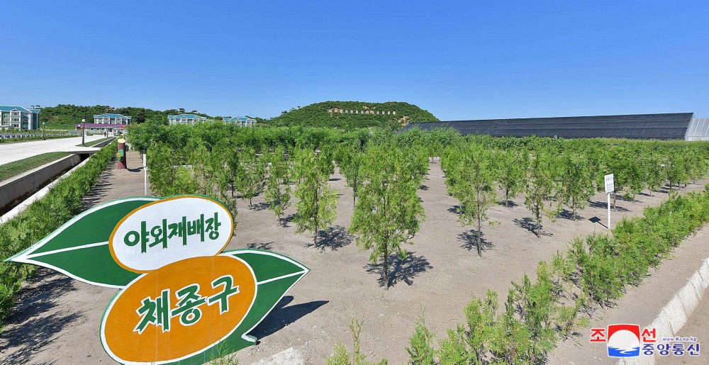 나무모생산기지들에 어려있는 절세위인의 애국의지