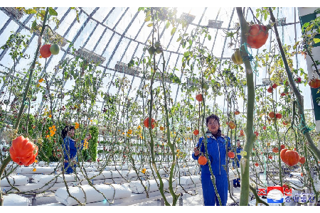 Kangdong Greenhouse Complex